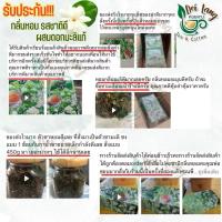 ราคา ชาอู่หลงมะลิ ชามะลิ ชาอู่หลง (Jasmine Oolong Tea) ดอยแม่สลอง ขนาด 50 กรัม มีกลิ่นหอมของดอกมะลิผสมผสานกับใบชา (26268121303)