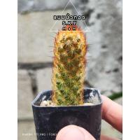 ราคา แมมนิ้วทอง(Mammillaria Elongata) (26355278416)