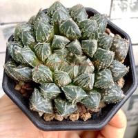 ราคา [4-5 cm] ฮาโวเทีย H. mirrorball #haworthia #sacculants #ไม้ประดับ #ไม้อวบน้ำ (7316235018)