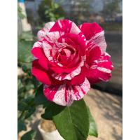 ราคา กุหลาบนีลไดมอนด์ (Neil Diamond Rose) กุหลาบทูโทนสองสีในดอกเดียว ชมพูเข้ม–ขาว กลิ่นหอมแรง (42672945008)