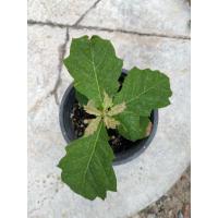 ราคา ต้นอิงลิช โอ๊ค English Oak (B) (19668783840)