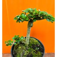 ราคา บอนไซ เพรมน่าไต้หวัน ขนาดกระถาง 3 นิ้ว (24313318325)