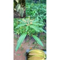 ราคา ต้นมะม่วงเขียวเสวย (แบบเสียบยอด) (10251942957)