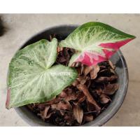 ราคา บอนสี บอนสีนาม ชายชล (13900977218)