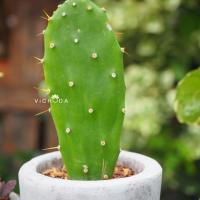 ราคา PLANT l CACTUS l OPUNTIA (ต้นไม้ l แคคตัส l กระบองเพชร l โอพันเทีย) (2523259679)