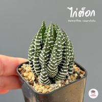 ราคา ไก่ต็อก Haworthia coarctata ฮาโวเทีย ไม้อวบน้ำ กุหลาบหิน cactus&succulentหลากหลายสายพันธุ์ (8214381272)