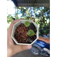 ราคา เบบี้นางไหม บอนสีนางไหม (13722329844)