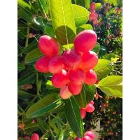 ราคา มะม่วงหาวมะนาวโห่เก็บสด (17494809464)