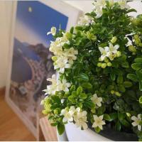 ราคา ต้นแก้วแคระ ไม้ดอกประดับทรงพุ่มขนาดเล็ก ดอกมีสีขาวมีกลิ่นหอม (41365512767)
