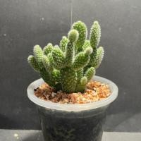 ราคา หูกระต่ายเงิน Opuntia microdasys (Bunny's ear) หูมิกกี้เมาส์(Micky mouse's) (19184478706)