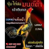 ราคา ไข่ไก่ชน พม่าเบอร์แข้ง (รับประกันเคลมทุกกรณี) ส่งด่วน (43254545474)