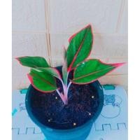 ราคา แสงเงินแสงทอง Aglaonema commutatum (9985430968)