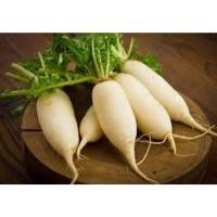 ราคา ต้นกล้าผักกาดหัว (หัวไชเท้า) มีชื่อเรียกอื่นว่า ไช่เท้า ไช่โป๊ หัวไชเท้ามีถิ่นกำเนิดที่ประเทศจีน กล้าละ10 บาท ซื้อ10แถม2 (24363230518)