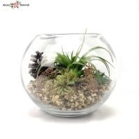 ราคา สวนโหลแก้ว แคคตัสในโหลแก้วกลม สวนจำลอง ต้นไม้ปลอมจิ๋ว สวนกระบองเพชรปลอม (4141288847)