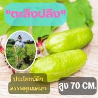 ราคา แข็งแรงพร้อมปลูก 1 ต้น ต้นตะลิงปลิง รสเปรี้ยวลูกดก (ขนาดใหญ่) ตะลิงปลิง สูง80ซม. ต้นพันธุ์พร้อมปลูก ต้นพันธุ์ตะลิงปลิง (15787537654)