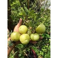 ราคา มะขามป้อมยักษ์ อินเดีย กิ่งทาบ (22262050290)