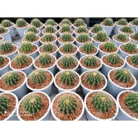 ราคา แคคตัส ถังทอง กระถาง 6 นิ้ว (7059457020)