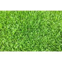 ราคา เมล็ดหญ้านวลน้อย 1 กิโลกรัม (22754246704)