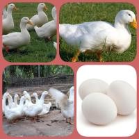 ราคา ไข่เชื้อเป็ดปักกิ่ง สำหรับนำไปฟัก จำนวนชุดละ3ฟอง (17630924476)