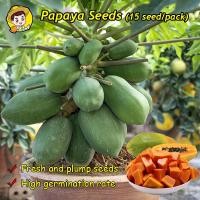 ราคา 10เมล็ด เมล็ดพันธุ์ มะละกอ เรดเลดี้ Dwarf Papaya Fruit Seed เมล็ดพันธ์มะละกอแขกนวลดำเนิน เมล็ดพันธุ์ผลไม้ ต้นไม้ผลกินได้ (48605399652)