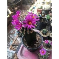 ราคา แมมชูแมนนิไอในกระถาง2” (21676826892)