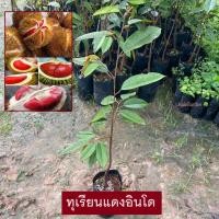 ราคา ต้นทุเรียน ทุเรียน พันธุ์ ทุเรียนแดงอินโด เสียบยอด พันธุ์เเท้ Dangindo (รับประกัน ส่งใหม่ฟรี หากสินค้าเเสียหาย!!) (24327865081)