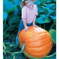 ราคา เมล็ด ฟักทองยักษ์ พันธุ์ บิ๊กแม็กซ์ - Big Max Giant Pumpkin (136624447)
