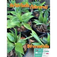 ราคา ต้นไม้มงคหายาก เหลือเพียง 79บาท (วันนี้เท่านั้น)ไม้แหย่แย้หรือต้นเทวบุตร ความเชื่อพื้นบ้านว่าเป็นว่าน (21162613550)