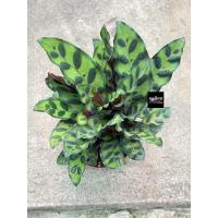 ราคา ต้นคล้ากาเหว่าลาย_ไม้ประดับ (8471035169)