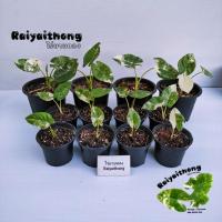 ราคา บอนกระดาษด่าง บอนกระดาดด่าง ไร่ยายทอง✨✨✨Alocasia macrorrhizos (L.) G. Don (9987718816)