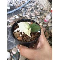 ราคา โชคเก้าชั้นด่างกระถาง3นิ้ว ไม่ต้องรอลุ้นด่างด่างทุกกระถาง (11253111336)