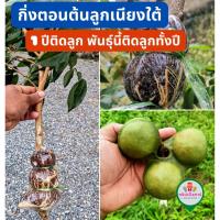 ราคา ต้นเนียง ลูกเนียงใต้ ลูกเนียงกิ่งตอน​ ​ 1 ปีติดลูก ลูกดก ต้นเตี้ย ออกลูกทั้งปี พร้อมปลูก (27988205326)