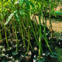 ราคา ต้นไผกิมซุง​ ไผ่ตงลืมแล้ง​ พร้อมปลูก (21301201854)