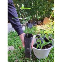 ราคา กล้าผักหวานป่า เพาะเมล็ด (24563902846)