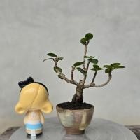 ราคา บอนไซต้นไทร #บอนไซไม้จิ๋ว (56803318455)