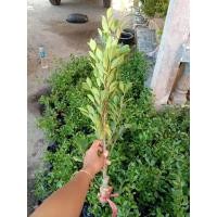 ราคา ไทรเกาหลีกิ่งตอนสูง 50-70 เซนติเมตร (3482730295)