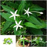 ราคา ต้น : ปีบฝรั่ง ไม้กระถาง ไม้แต่งสวน (9672972235)