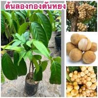 ราคา ต้นลองกองตันหยง ต้นเสียบยอด ถุงเล็ก พร้อมส่ง (42809387474)