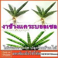 ราคา ต้นไม้ ฟอกอากาศ งาช้างแคระ ปลูกในห้องแอร์ ได้ ลิ้นมังกร แคระ ต้นมีรากแล้ว งาช้าง ปลูกในบ้านได้ ไม้สวยงาม มงคล2 นำโชค 229 (2852756861)