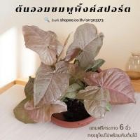 ราคา ต้นออมชมพูพิงสปอร์ต ต้นอ่อนชมพูด่าง ต้นออมชมพู ต้นไม้ฟอกอากาศ ต้นไม้ปลูกในบ้านได้ ต้นไม้ด่าง ต้นชมพูด่าง ต้นด่างชมพู ไม้ (25467214182)