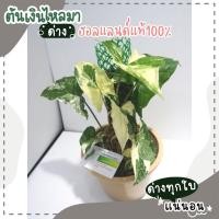 ราคา ต้นเงินไหลมาด่างขาวฮอลแลนด์​100% ด่างเทพๆ (13325135132)