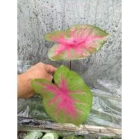 ราคา บอนสีเงาะถอดรูปcaladium (8165248810)
