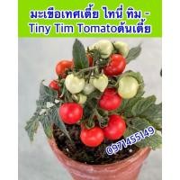 ราคา เมล็ดมะเขือเทศแคระสีแดง มะเขือเทศพุ่มเตี้ยเมล็ด Dwarf Potted Tomato Original (12461607630)