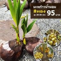 ราคา มะพร้าวน้ำหอมสีทอง (จำนวน 1 ต้น) ต้นเตี้ย ลูกดก (14457549817)