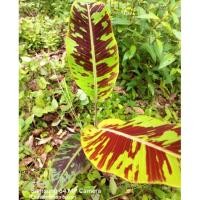 ราคา Blood alkaline Banana กล้วยด่างเลือด ใต้ใบสีแดง (ส่งแบบตัดใบ) (6789497275)