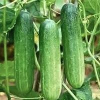 ราคา เมล็ดแตงกวาญี่ปุ่น30เมล็ดทรงสวย Japanese Cucumber แท้เมล็ดนำเข้า พันธุ์แท้100% (44655037472)