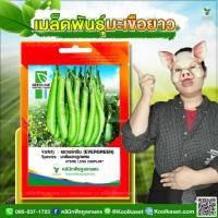 ราคา พันธุ์ผัก มะเขือยาว เอเวอร์กรีน SLซีดไลน์ ผลสีเขียว ปลูกง่าย โตไว ผลใหญ่ น้ำหนักดี 5 ซอง คูลเกษตร Kd04 (54654097387)