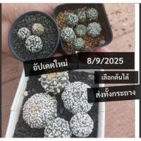 ราคา แอสโตรวี ไม้พอต Astrophytum แอสโตรไฟตั้ม เลือกได้ แคคตัส กระบองเพรช (43554988724)