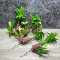 ราคา ต้นวาสนาจิ๋ว ต้นวาสนาดินปั้นจิ๋ว วาสนา ความสูง 9-10 ซม. #ของจิ๋ว #miniature (26929338896)