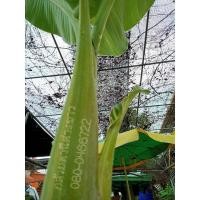 ราคา กล้วยตานีด่าง ขุดหน่อชำให้ค่ะ (12146957030)